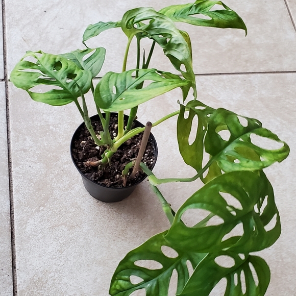 Monstera Adansonii (G) | 3" pot - Picture 8 of 10